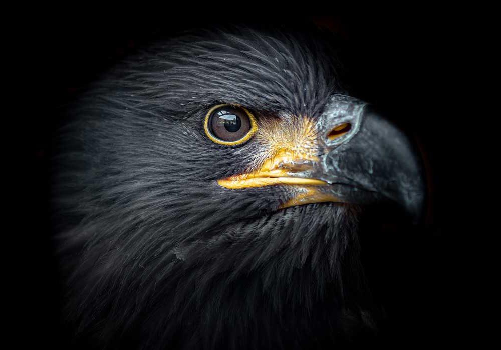 CEO selection Sterling Black